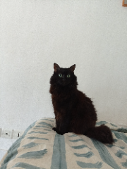 Mouna