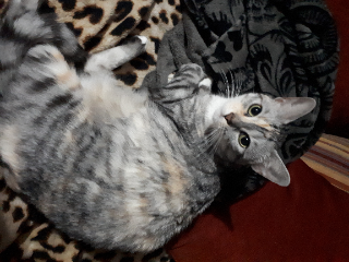 Mystie