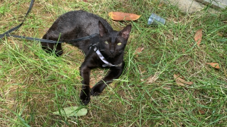 Photo de Tika