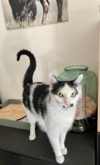 Oreo