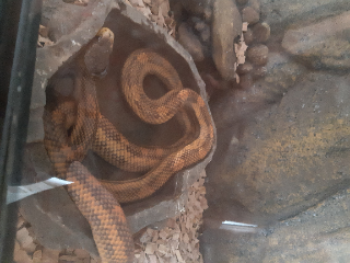 Kaa