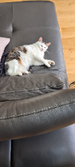 Pata