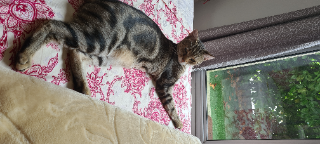 Photo de TIGROU
