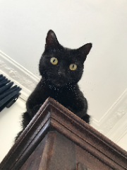 Sura