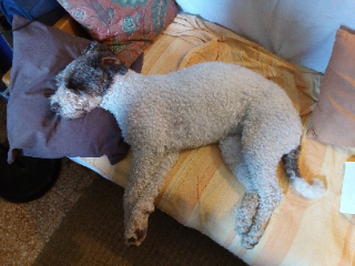 Photo de Pipa