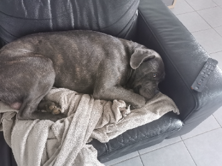 Pumba