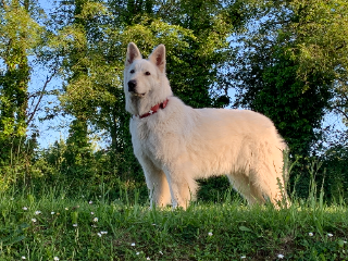 MALOW