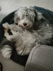 Photo de Pepsie