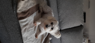 Elliot