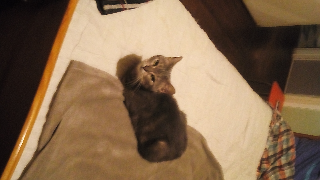 MIOU