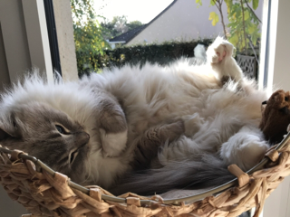 Photo de Perle