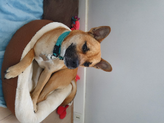 Otto
