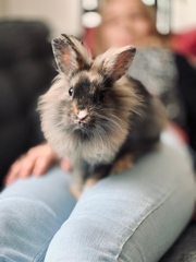 Kimi
