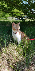Photo de Caramel