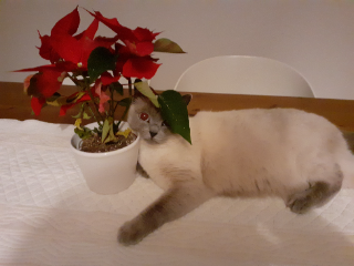 Photo de Nala