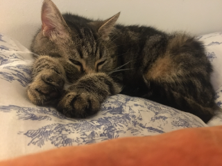 Hobbes