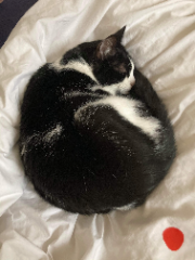 Photo de Luna
