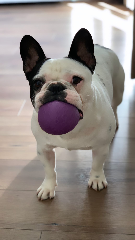Franklin
