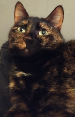 Photo de Myrtille
