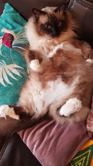 Photo de Poupouille