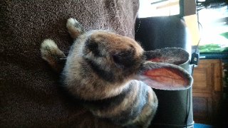 Photo de PRALINE
