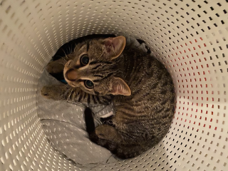 Photo de Simba