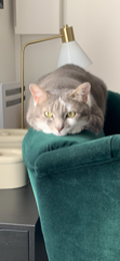 Photo de Opale