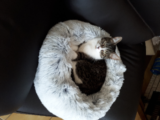 Photo de TIGROU