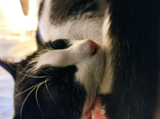 Photo de Rusty