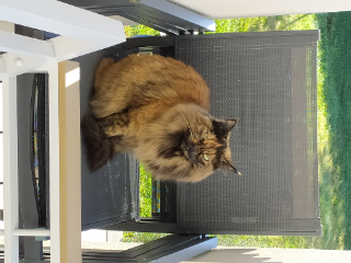 Photo de Praline