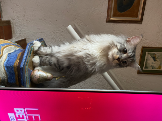 Photo de Simba