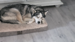 Photo de Shadow
