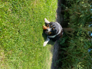 Sooky