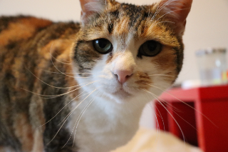 Lucy