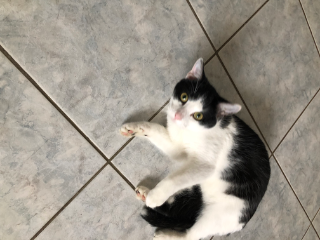 Nala