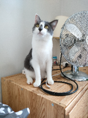 Timo