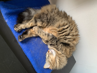 Sheepette