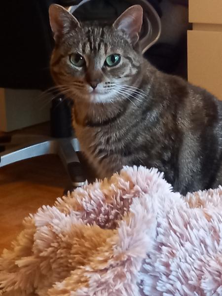 Bella