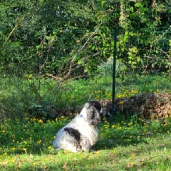 Newton