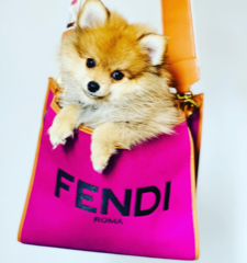 Photo de FENDI