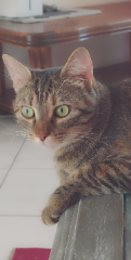 Lutece