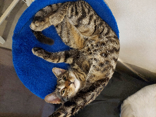 Tarzan