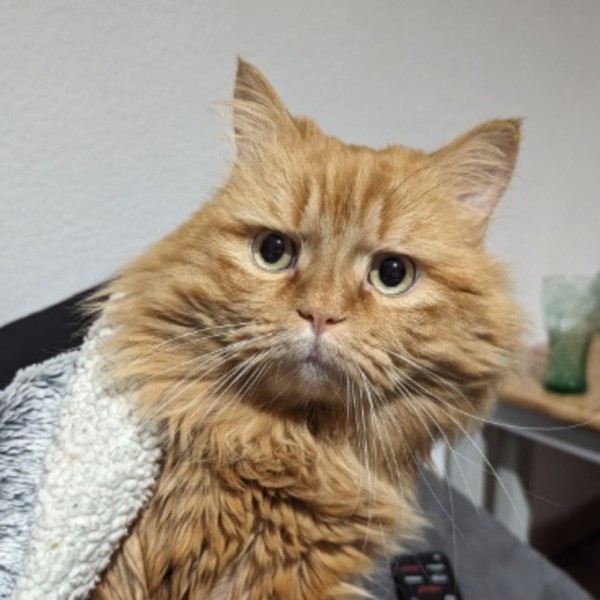 Simba
