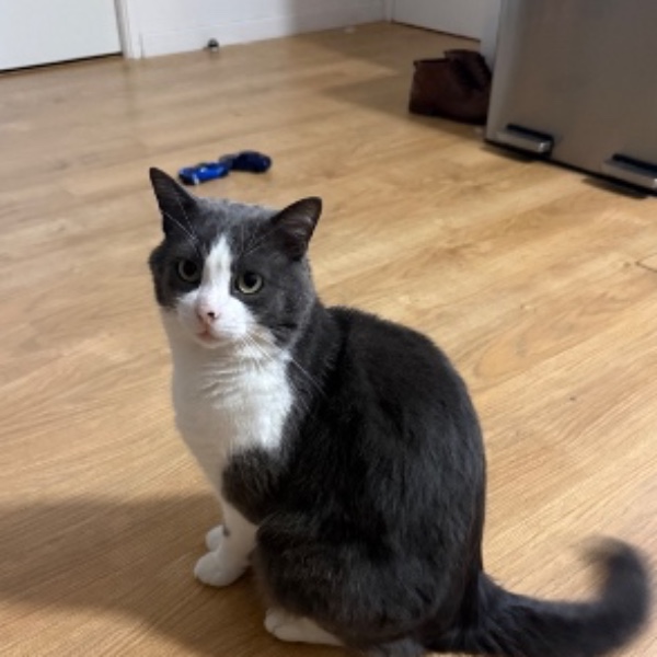 Photo de Kiwi