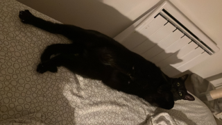 Sirius