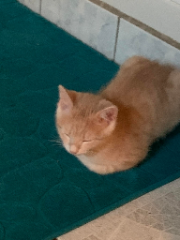 Soleil