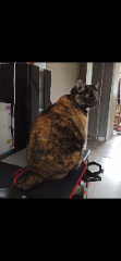 Praline