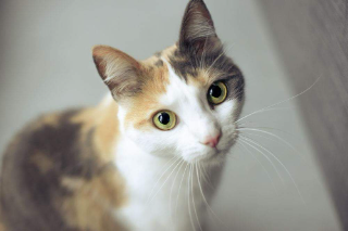 Mia