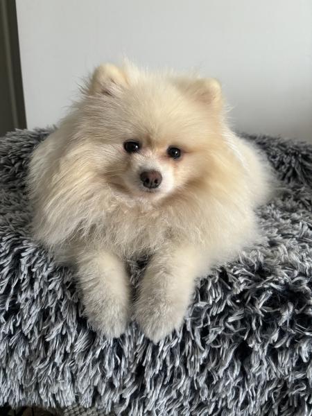 Photo de Simba