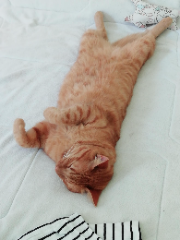 Photo de cacahouète